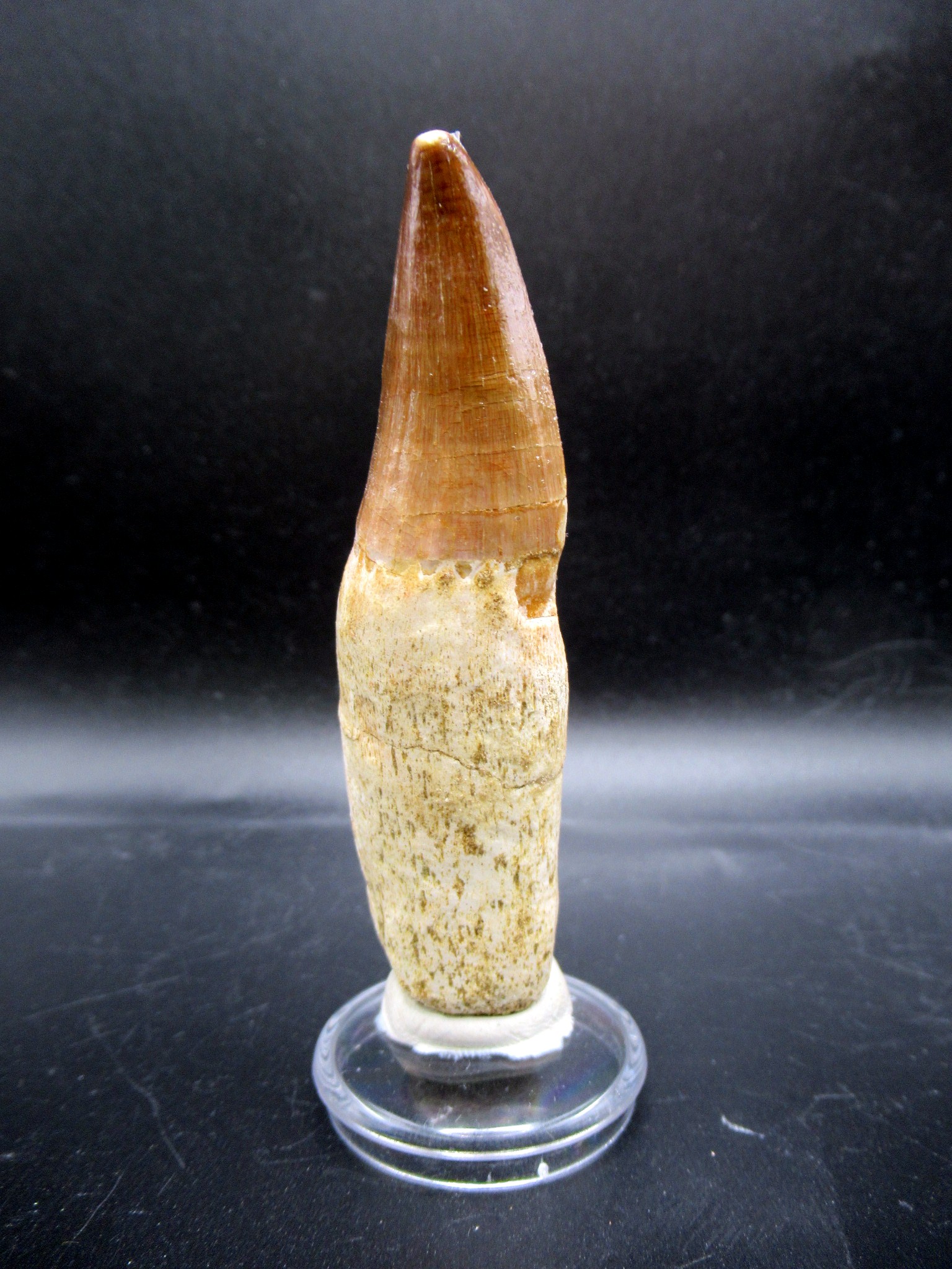 Morocco Cretaceous Prognathodon Anceps Mosasaur Tooth 21 | Fossils for Sale Genuine Cretaceous Age Prognathodon Anceps Mosasaur Tooth for Sale from Morocco #21