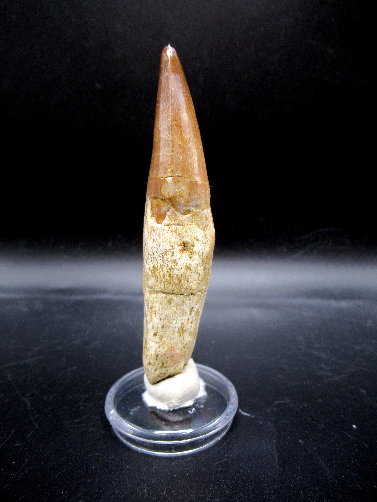 Morocco Cretaceous Prognathodon Anceps Mosasaur Tooth 21a | Fossils for Sale Genuine Cretaceous Age Prognathodon Anceps Mosasaur Tooth for Sale from Morocco #21a