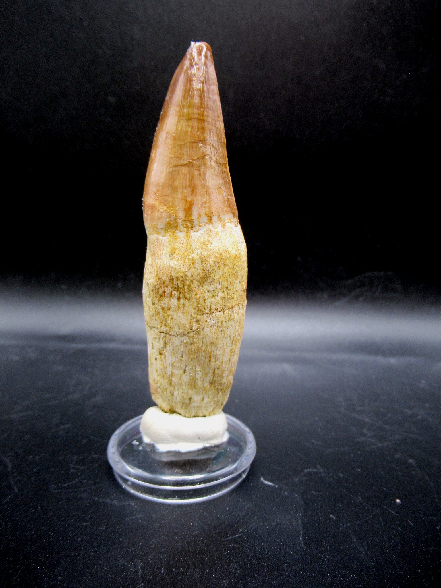 Morocco Cretaceous Prognathodon Anceps Mosasaur Tooth 21b | Fossils for Sale Genuine Cretaceous Age Prognathodon Anceps Mosasaur Tooth for Sale from Morocco #21b