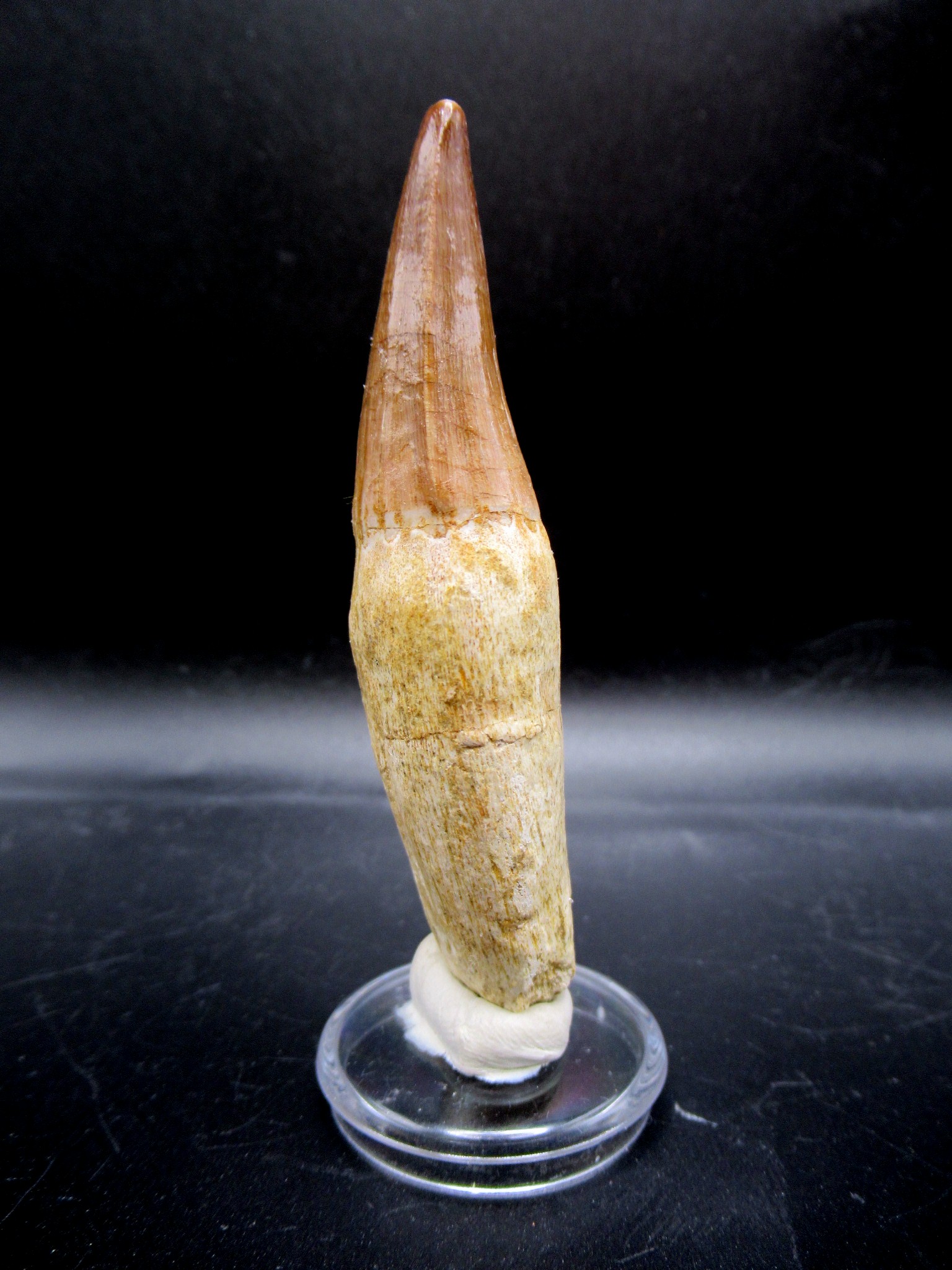 Morocco Cretaceous Prognathodon Anceps Mosasaur Tooth 21c | Fossils for Sale Genuine Cretaceous Age Prognathodon Anceps Mosasaur Tooth for Sale from Morocco #21c