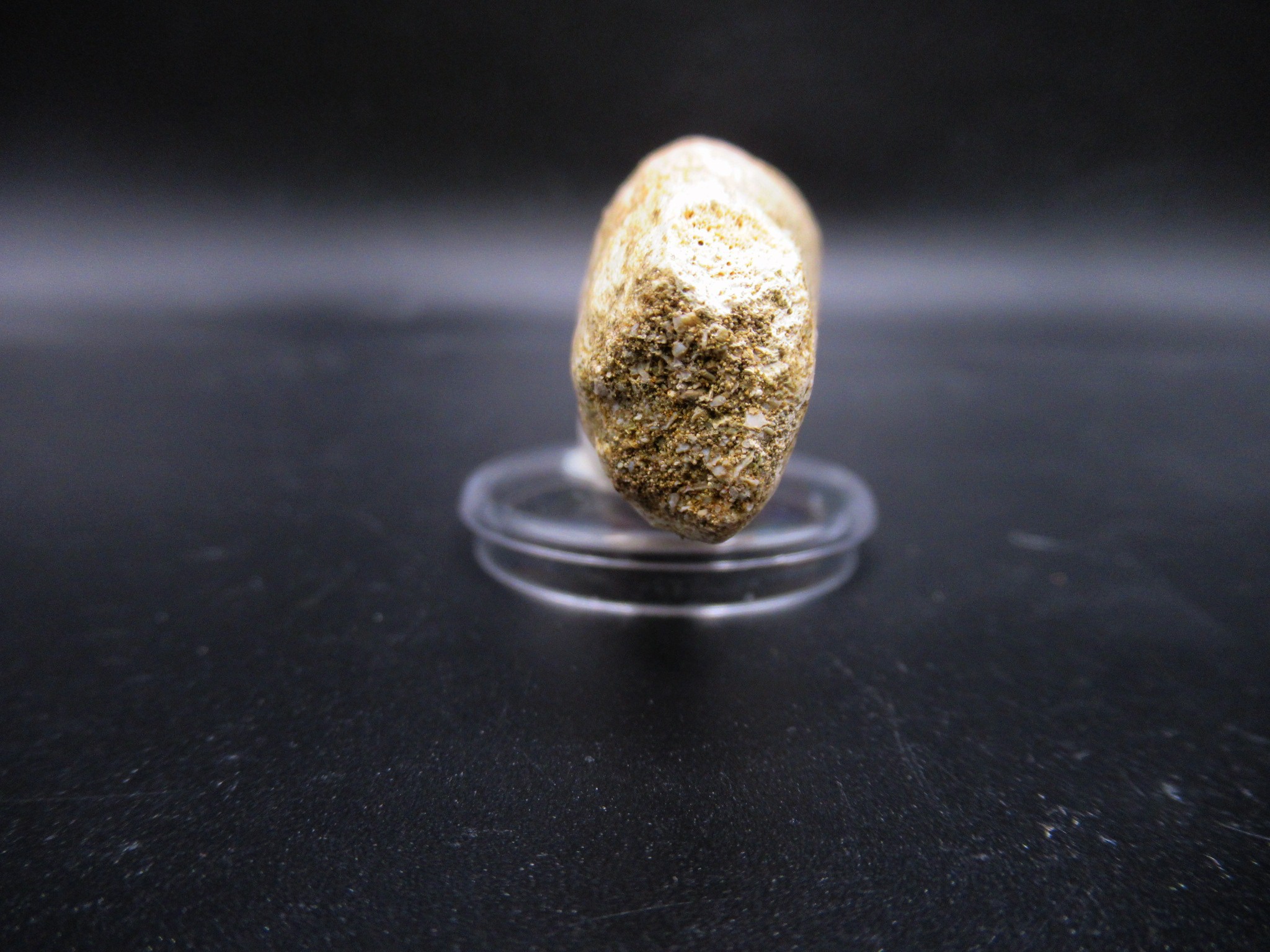 Morocco Cretaceous Prognathodon Anceps Mosasaur Tooth 21d | Fossils for Sale Genuine Cretaceous Age Prognathodon Anceps Mosasaur Tooth for Sale from Morocco #21d