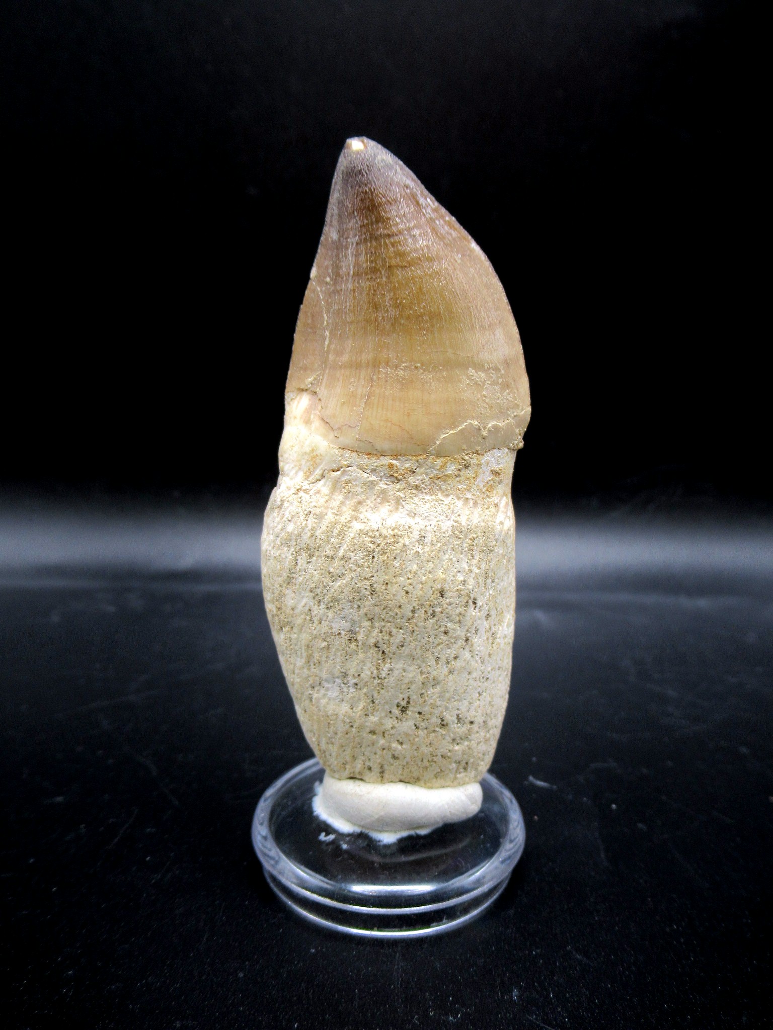 Morocco Cretaceous Prognathodon Anceps Mosasaur Tooth 22 | Fossils for Sale Genuine Cretaceous Age Prognathodon Anceps Mosasaur Tooth for Sale from Morocco #22