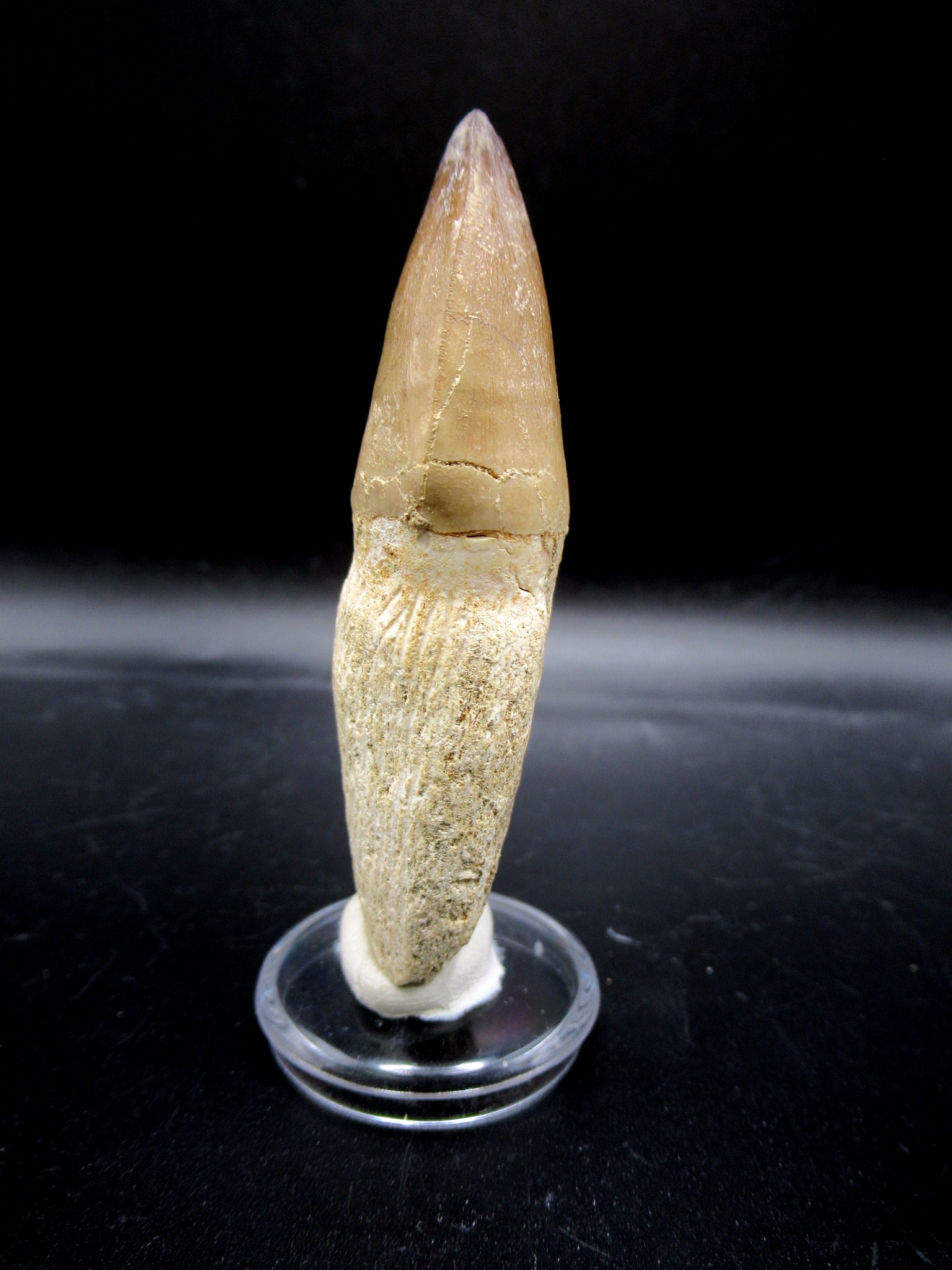 Morocco Cretaceous Prognathodon Anceps Mosasaur Tooth 22a | Fossils for Sale Genuine Cretaceous Age Prognathodon Anceps Mosasaur Tooth for Sale from Morocco #22a