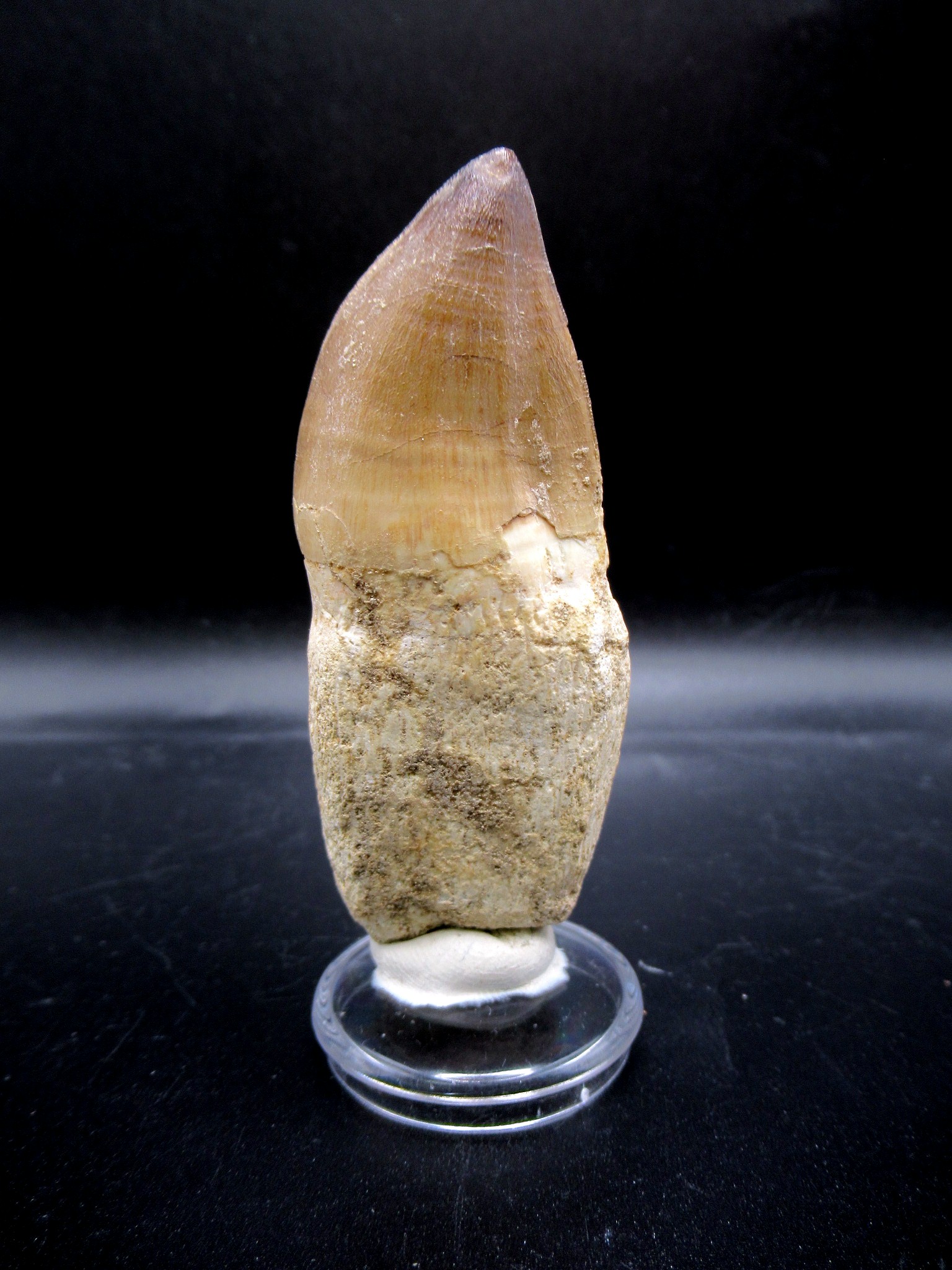 Morocco Cretaceous Prognathodon Anceps Mosasaur Tooth 22b | Fossils for Sale Genuine Cretaceous Age Prognathodon Anceps Mosasaur Tooth for Sale from Morocco #22b