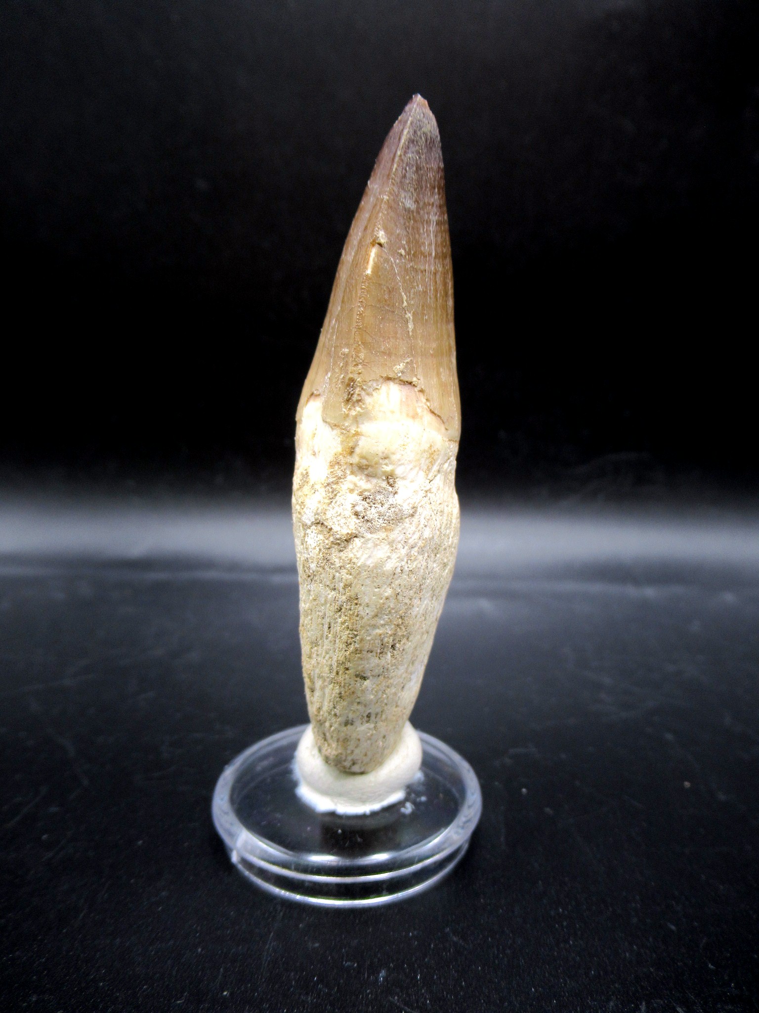 Morocco Cretaceous Prognathodon Anceps Mosasaur Tooth 22c | Fossils for Sale Genuine Cretaceous Age Prognathodon Anceps Mosasaur Tooth for Sale from Morocco #22c