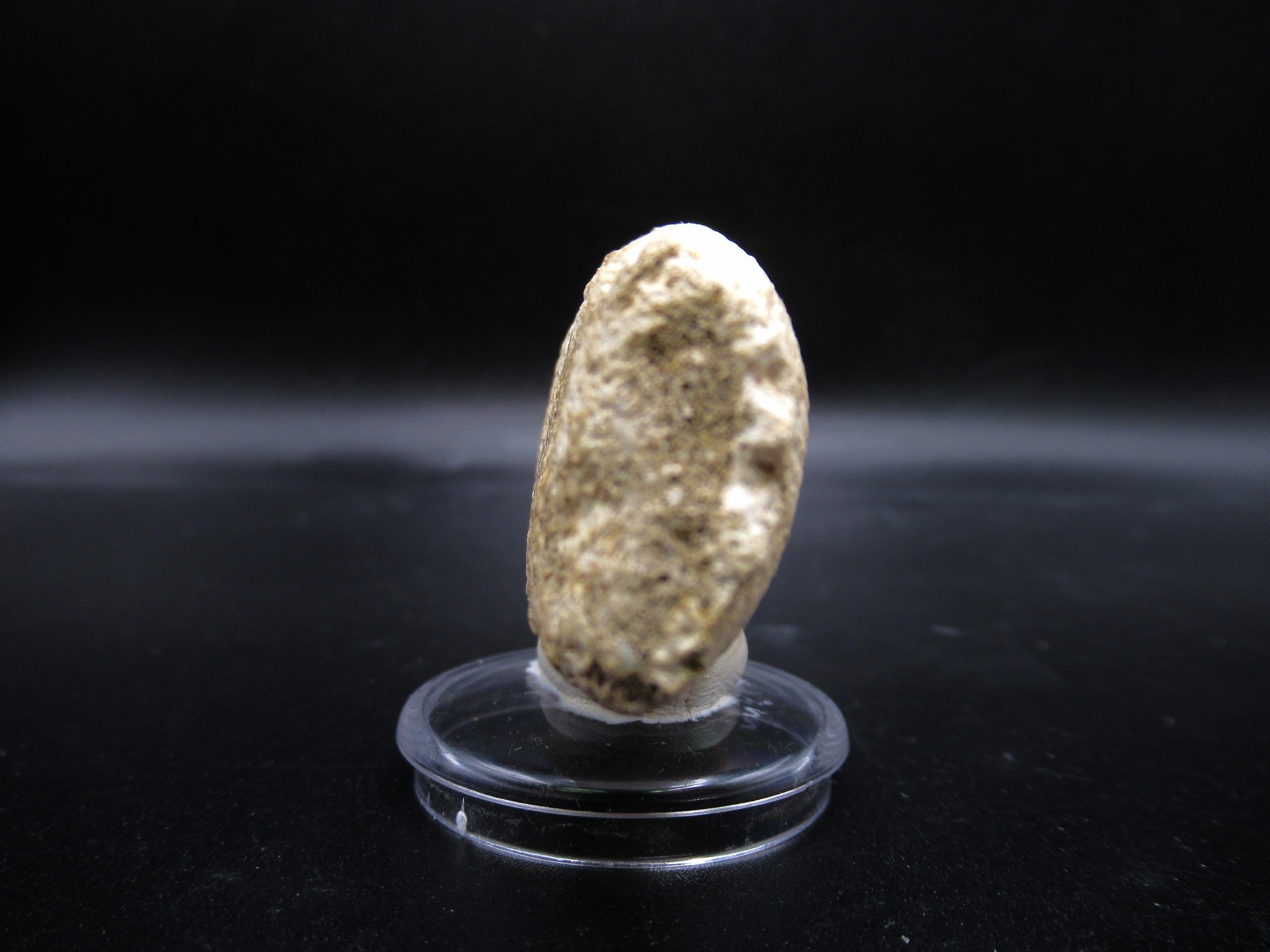 Morocco Cretaceous Prognathodon Anceps Mosasaur Tooth 22d | Fossils for Sale Genuine Cretaceous Age Prognathodon Anceps Mosasaur Tooth for Sale from Morocco #22d