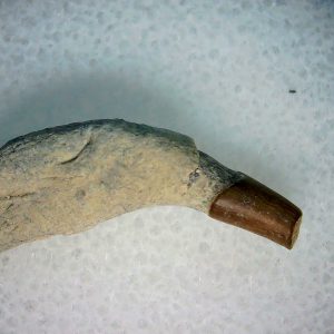 Lee Creek Miocene Porpoise (Cetacean) Tooth for Sale #1