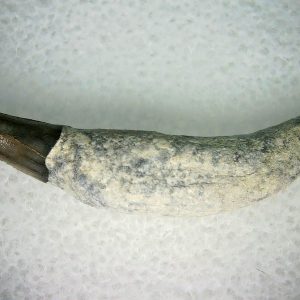 Lee Creek Miocene Porpoise (Cetacean) Tooth for Sale #10