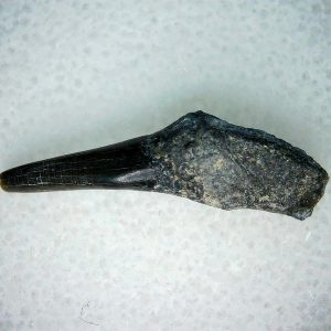Lee Creek Miocene Porpoise (Cetacean) Tooth for Sale #11