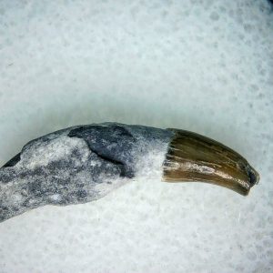 Lee Creek Miocene Porpoise (Cetacean) Tooth for Sale #12