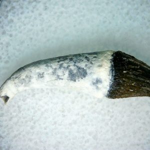 Lee Creek Miocene Porpoise (Cetacean) Tooth for Sale #13