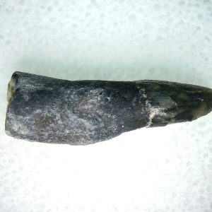 Lee Creek Miocene Porpoise (Cetacean) Tooth for Sale #14