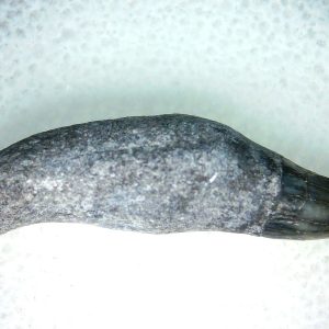 Lee Creek Miocene Porpoise (Cetacean) Tooth for Sale #15