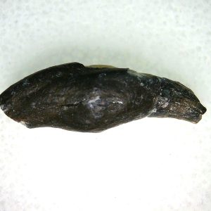 Lee Creek Miocene Porpoise (Cetacean) Tooth for Sale #16