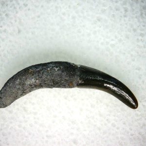 Lee Creek Miocene Porpoise (Cetacean) Tooth for Sale #17