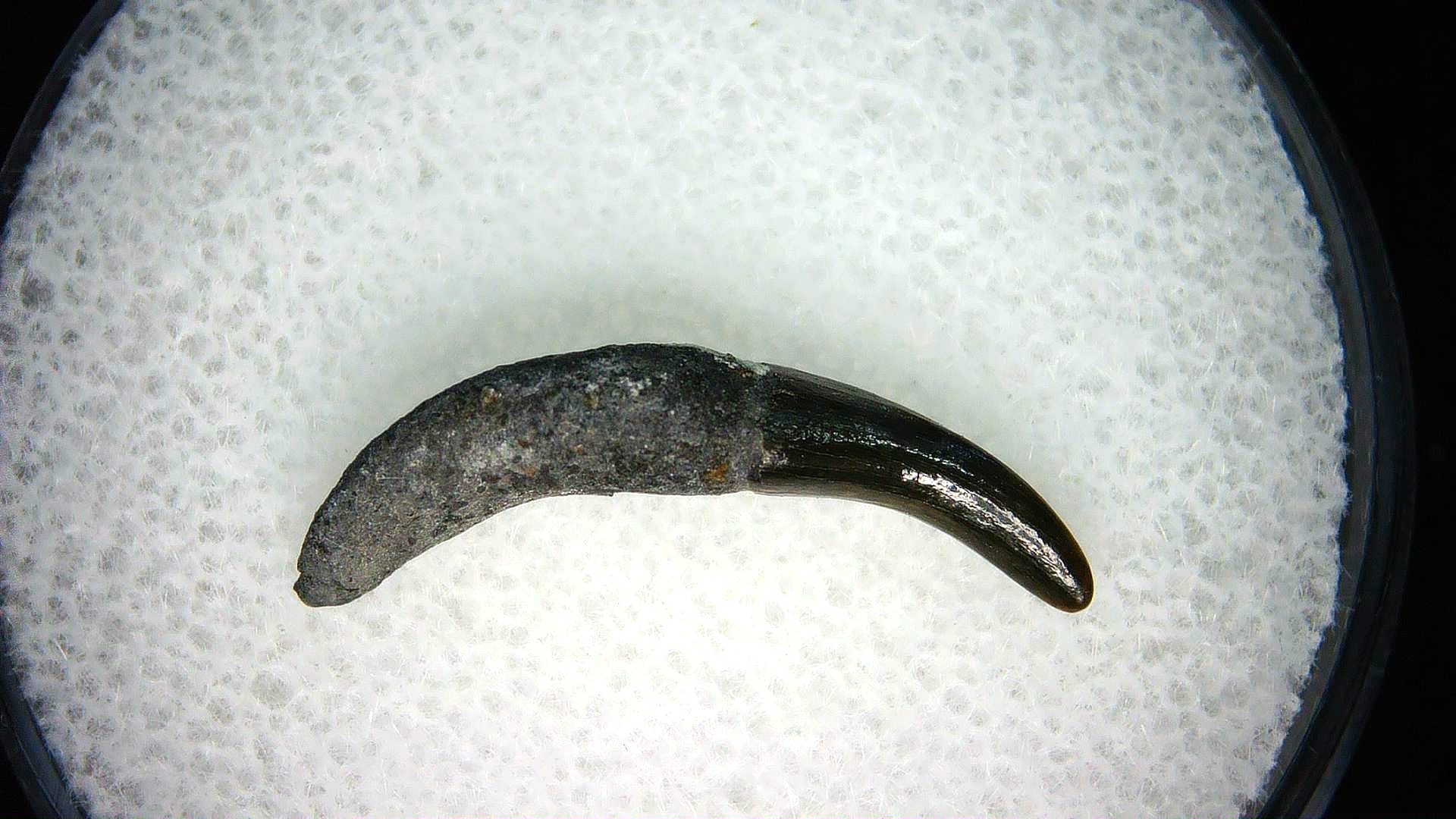 North Carolina Lee Creek Miocene Porpoise Tooth 17 | Fossils for Sale Genuine Miocene Age Porpoise Tooth for Sale from North Carolina #17