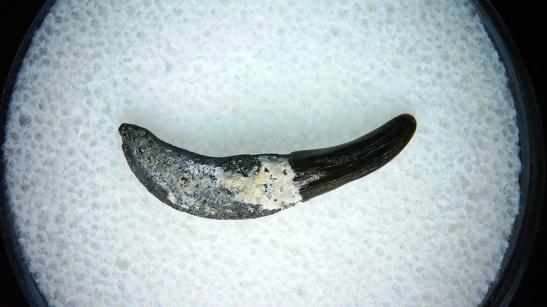 North Carolina Lee Creek Miocene Porpoise Tooth 17a | Fossils for Sale Genuine Miocene Age Porpoise Tooth for Sale from North Carolina #17a