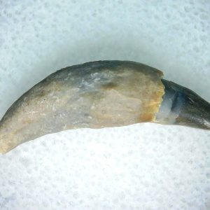 Lee Creek Miocene Porpoise (Cetacean) Tooth for Sale #18