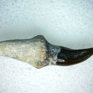 Lee Creek Miocene Porpoise (Cetacean) Tooth for Sale #19