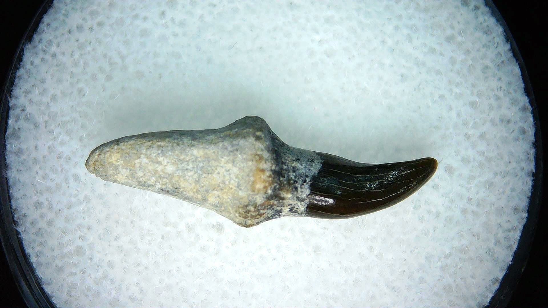 North Carolina Lee Creek Miocene Porpoise Tooth 19 | Fossils for Sale Genuine Miocene Age Porpoise Tooth for Sale from North Carolina #19