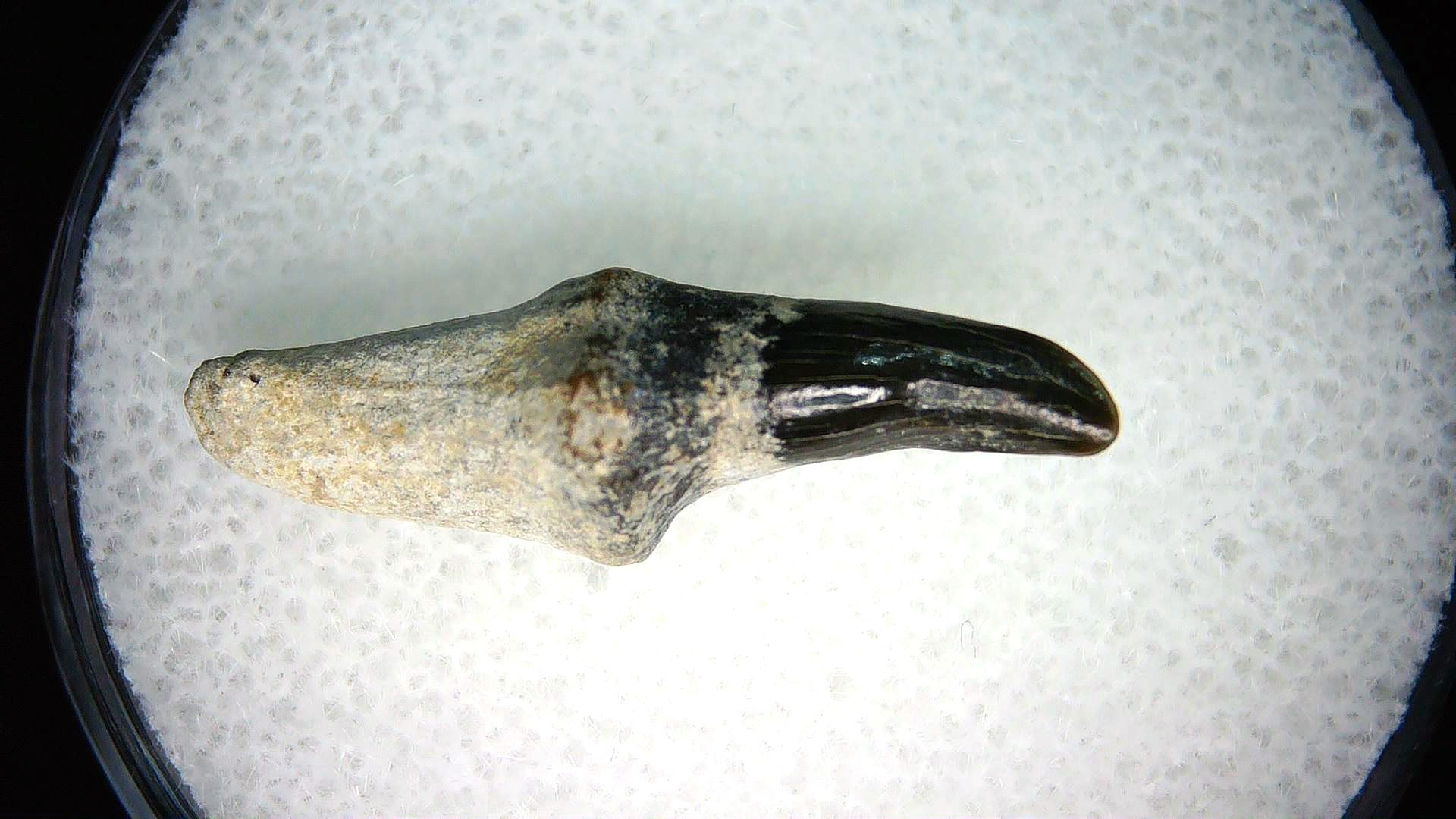 North Carolina Lee Creek Miocene Porpoise Tooth 19a | Fossils for Sale Genuine Miocene Age Porpoise Tooth for Sale from North Carolina #19a