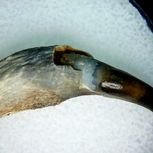Lee Creek Miocene Porpoise (Cetacean) Tooth for Sale #2