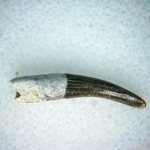 Lee Creek Miocene Porpoise (Cetacean) Tooth for Sale #20