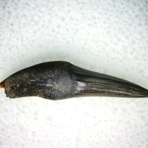 Lee Creek Miocene Porpoise (Cetacean) Tooth for Sale #21
