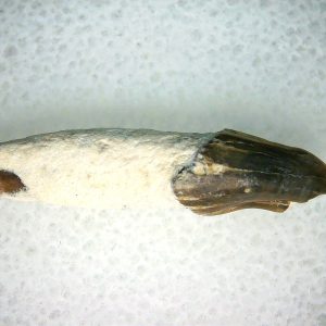 Lee Creek Miocene Porpoise (Cetacean) Tooth for Sale #22