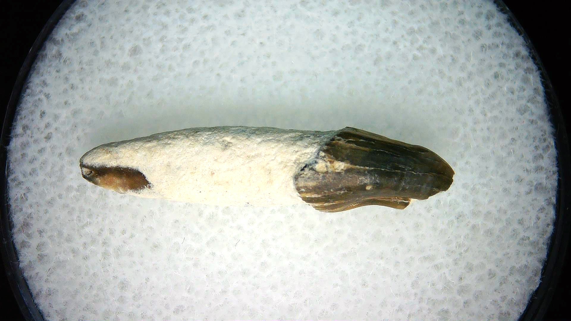 North Carolina Lee Creek Miocene Porpoise Tooth 22 | Fossils for Sale Genuine Miocene Age Porpoise Tooth for Sale from North Carolina #22