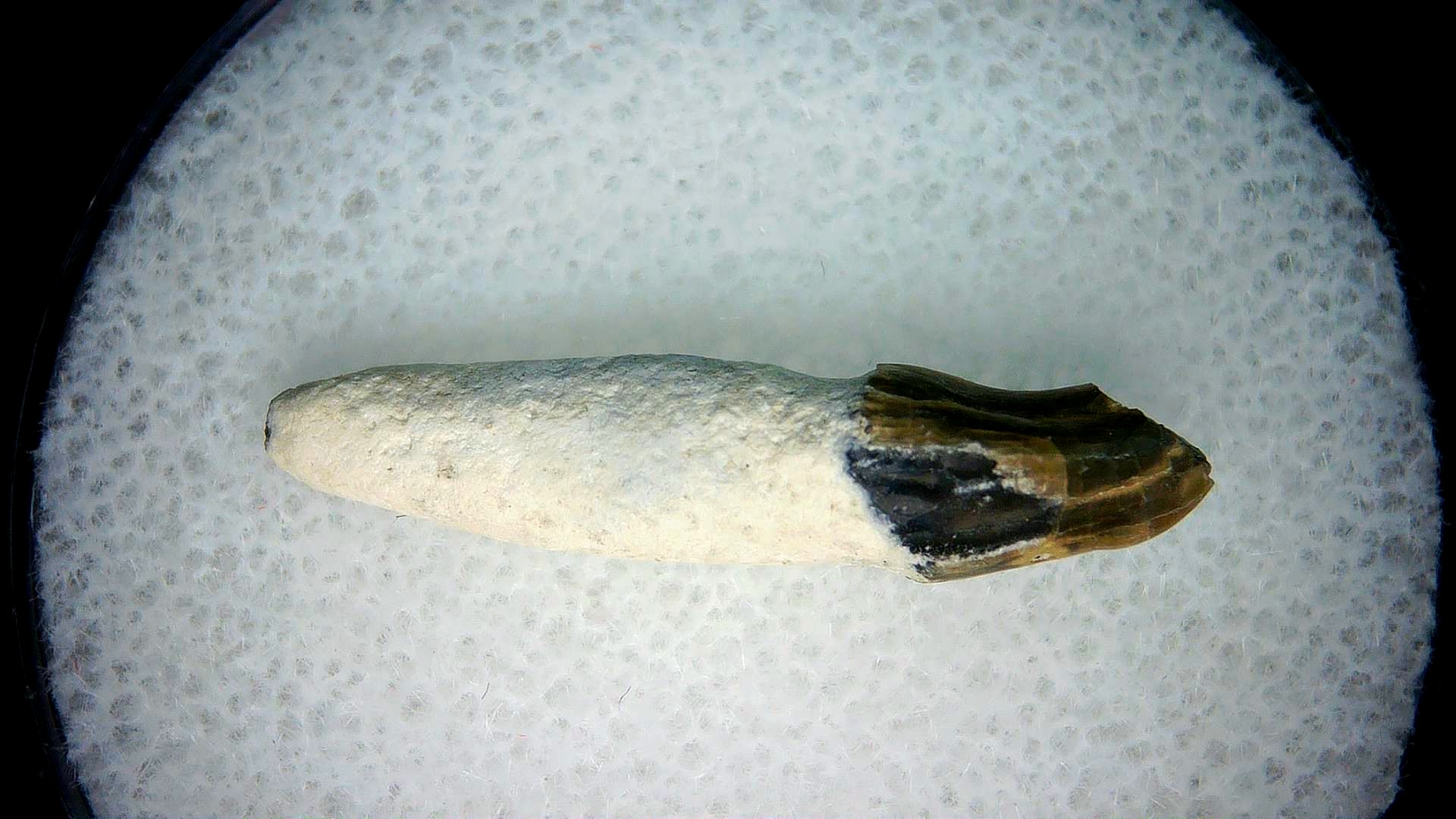 North Carolina Lee Creek Miocene Porpoise Tooth 22a | Fossils for Sale Genuine Miocene Age Porpoise Tooth for Sale from North Carolina #22a