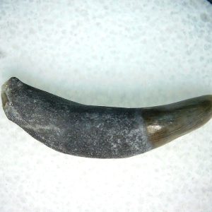 Lee Creek Miocene Porpoise (Cetacean) Tooth for Sale #23