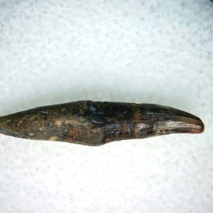 Lee Creek Miocene Porpoise (Cetacean) Tooth for Sale #24