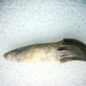Lee Creek Miocene Porpoise (Cetacean) Tooth for Sale #25