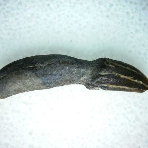 Lee Creek Miocene Porpoise (Cetacean) Tooth for Sale #27