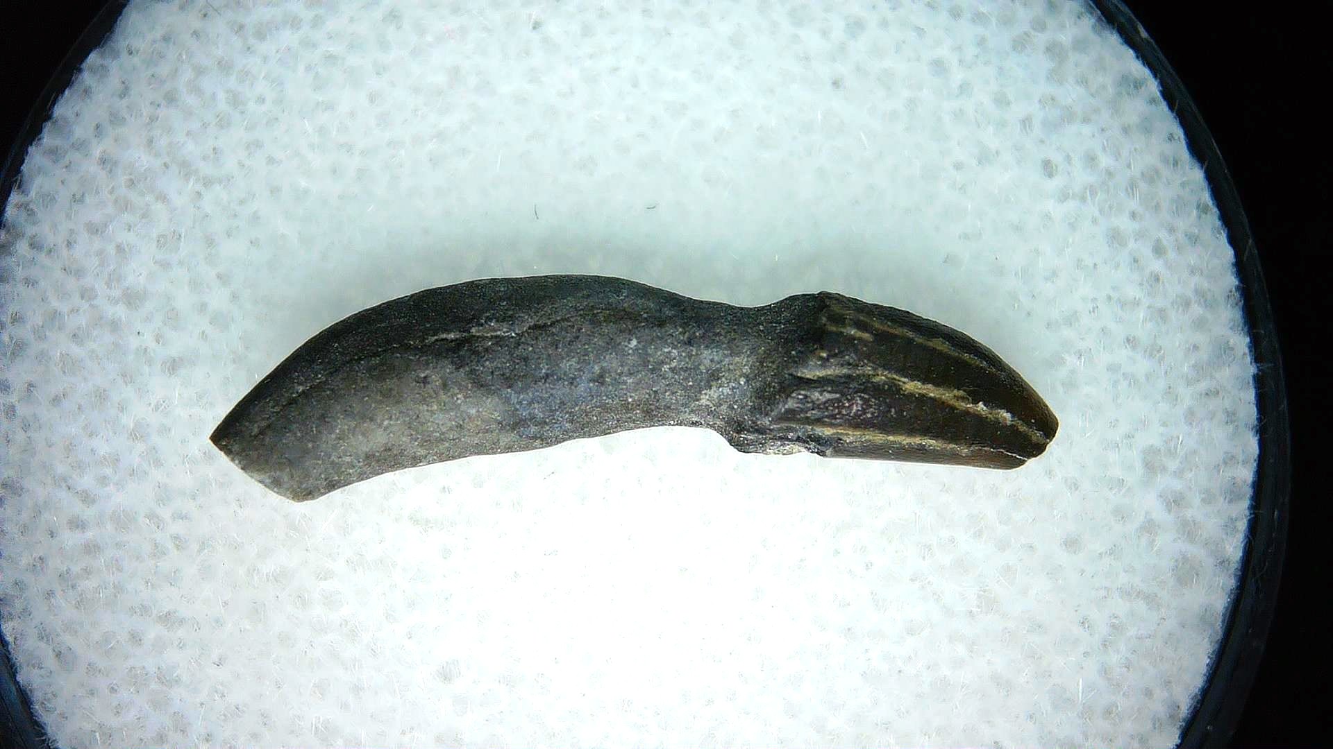 North Carolina Lee Creek Miocene Porpoise Tooth 27 | Fossils for Sale Genuine Miocene Age Porpoise Tooth for Sale from North Carolina #27