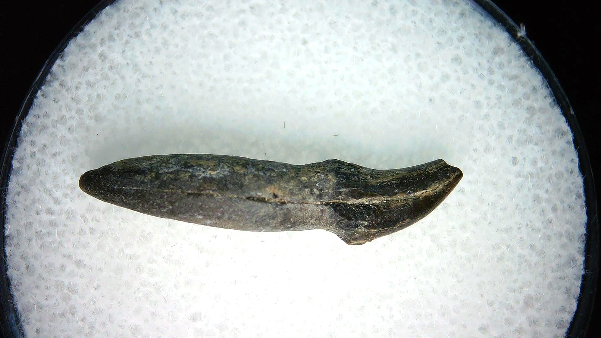 North Carolina Lee Creek Miocene Porpoise Tooth 27a | Fossils for Sale Genuine Miocene Age Porpoise Tooth for Sale from North Carolina #27a