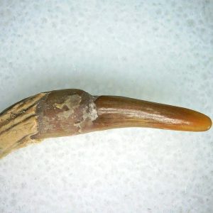 Lee Creek Miocene Porpoise (Cetacean) Tooth for Sale #28