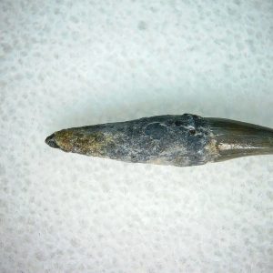 Lee Creek Miocene Porpoise (Cetacean) Tooth for Sale #29