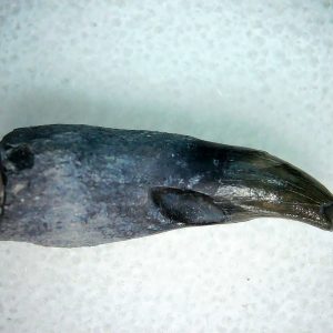 Lee Creek Miocene Porpoise (Cetacean) Tooth for Sale #3