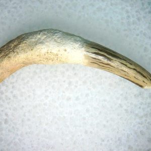 Lee Creek Miocene Porpoise (Cetacean) Tooth for Sale #30
