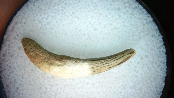 Lee Creek Miocene Porpoise (Cetacean) Tooth for Sale #30 - Image 2