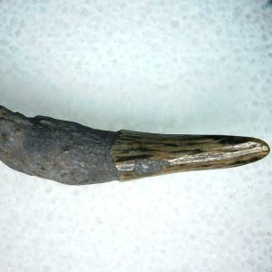 Lee Creek Miocene Porpoise (Cetacean) Tooth for Sale #31