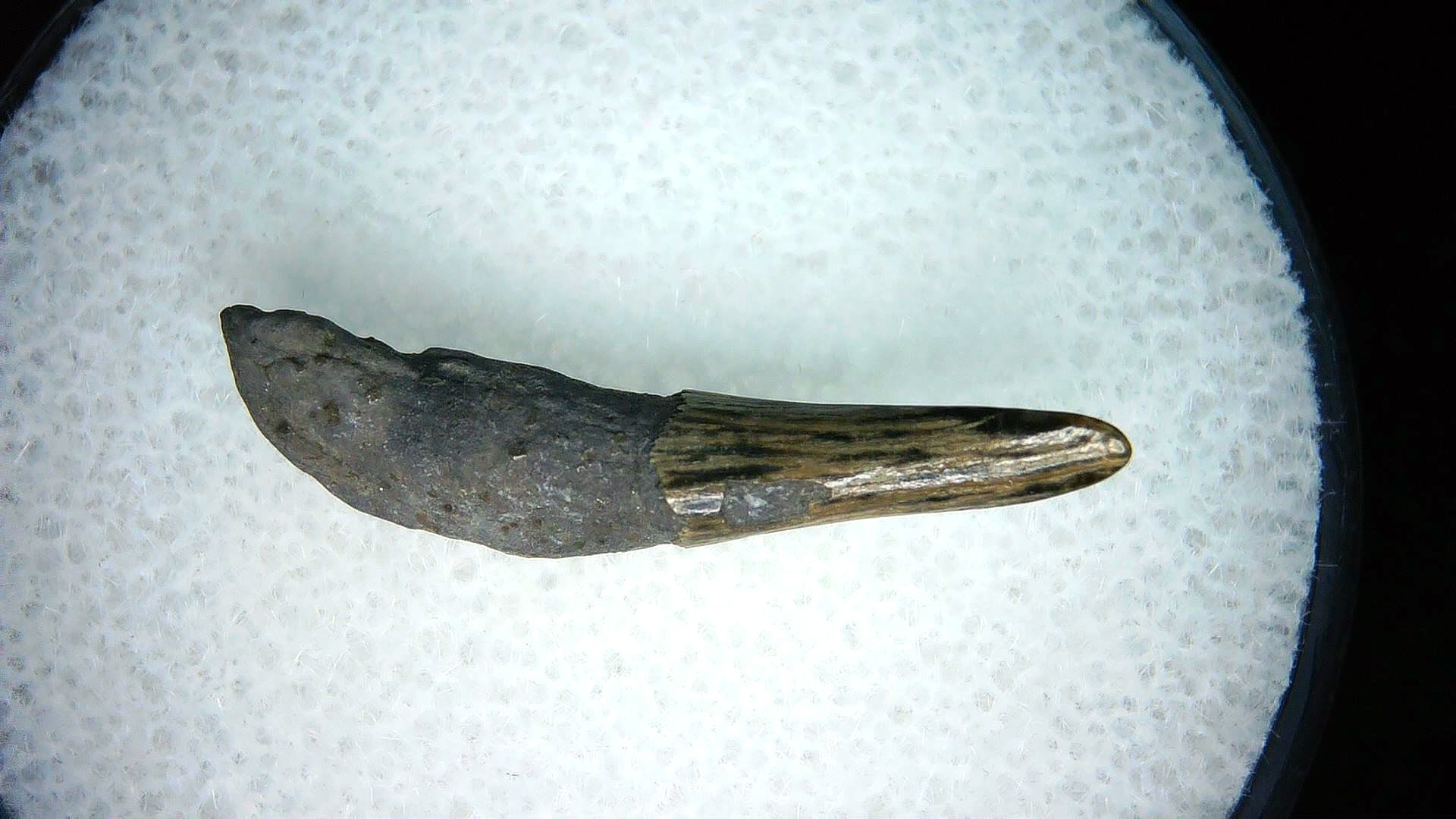North Carolina Lee Creek Miocene Porpoise Tooth 31 | Fossils for Sale Genuine Miocene Age Porpoise Tooth for Sale from North Carolina #31