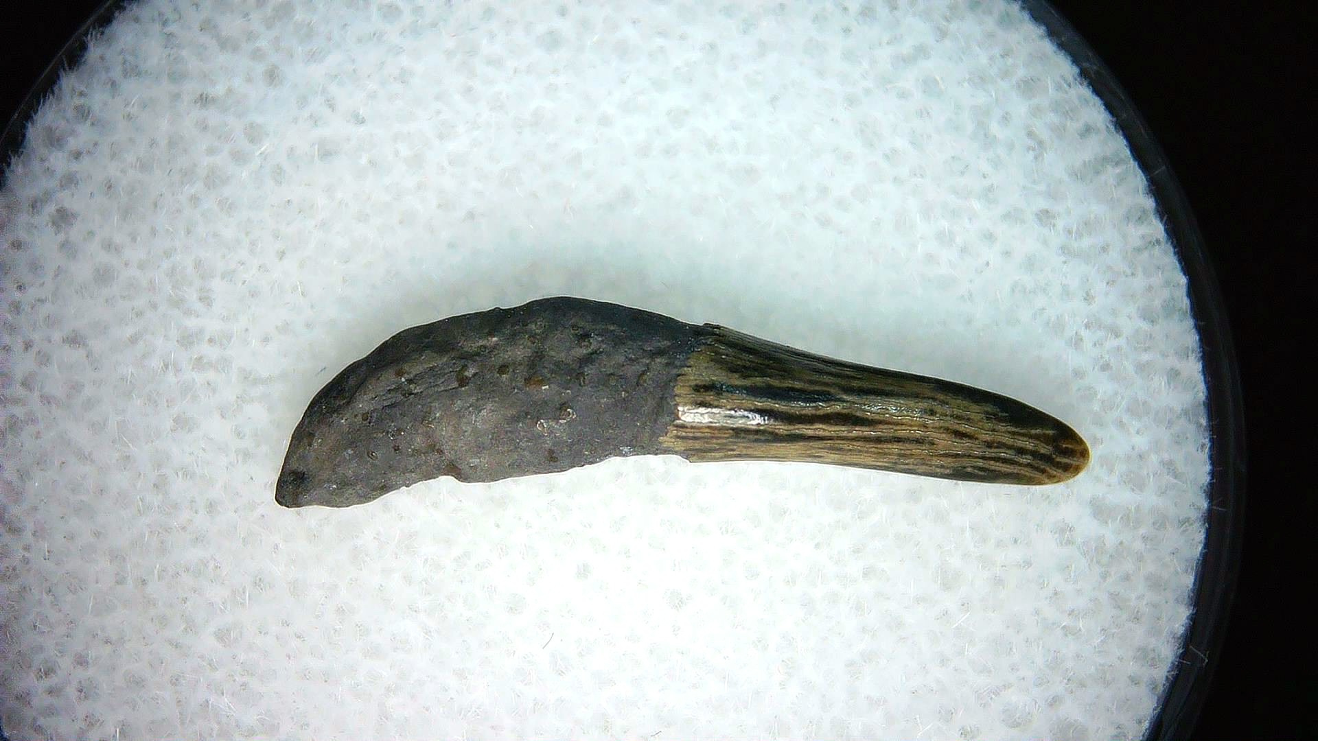North Carolina Lee Creek Miocene Porpoise Tooth 31a | Fossils for Sale Genuine Miocene Age Porpoise Tooth for Sale from North Carolina #31a