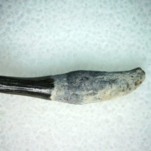 Lee Creek Miocene Porpoise (Cetacean) Tooth for Sale #32