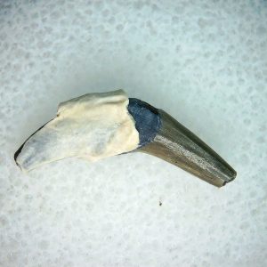 Lee Creek Miocene Porpoise (Cetacean) Tooth for Sale #33