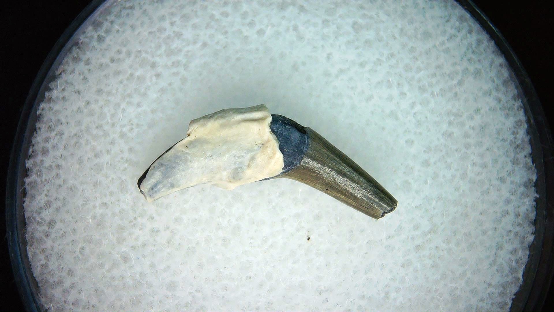 North Carolina Lee Creek Miocene Porpoise Tooth 33 | Fossils for Sale Genuine Miocene Age Porpoise Tooth for Sale from North Carolina #33