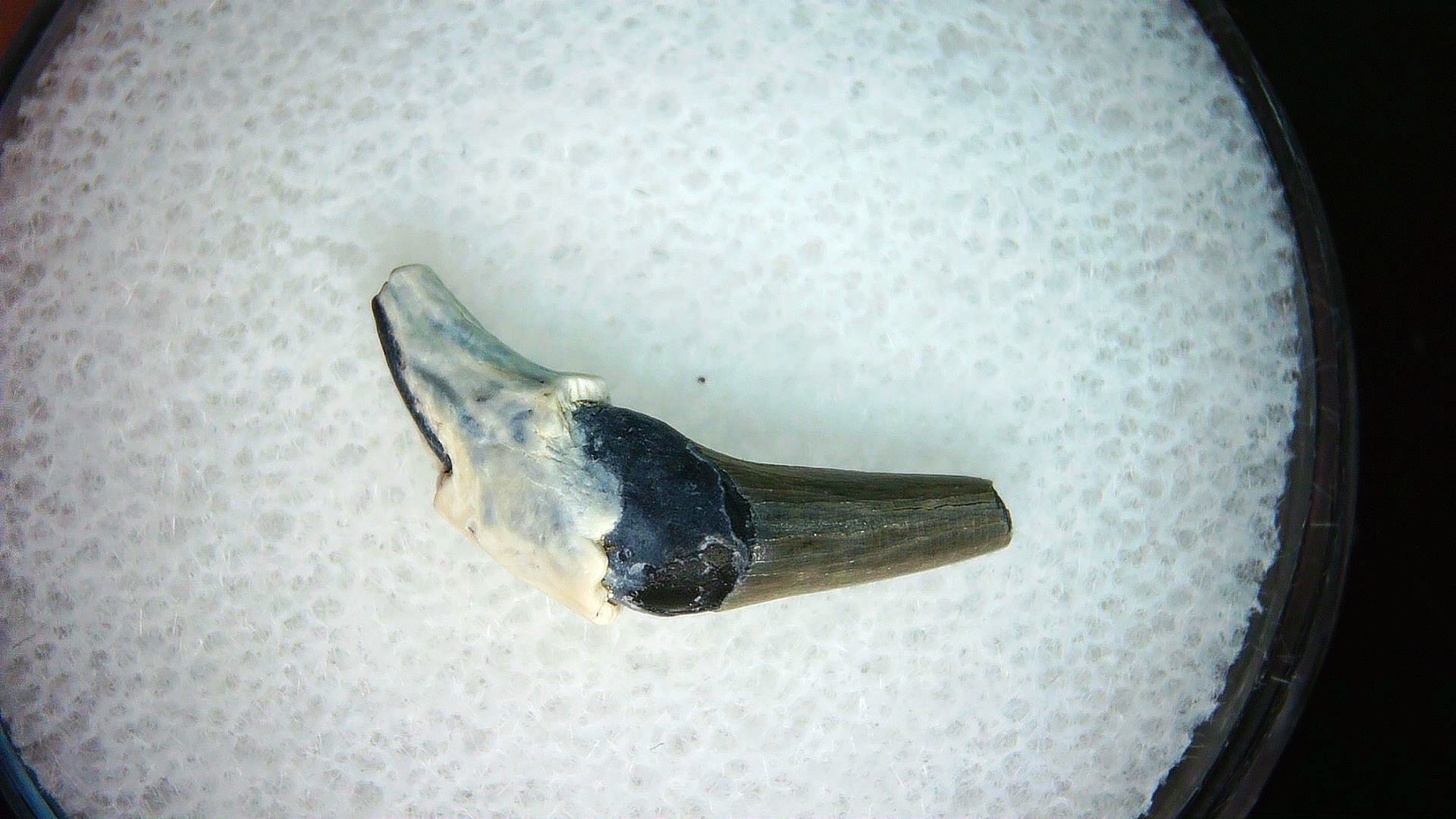 North Carolina Lee Creek Miocene Porpoise Tooth 33a | Fossils for Sale Genuine Miocene Age Porpoise Tooth for Sale from North Carolina #33a