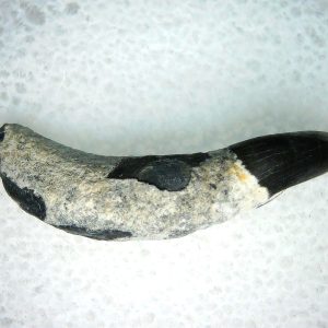 Lee Creek Miocene Porpoise (Cetacean) Tooth for Sale #34